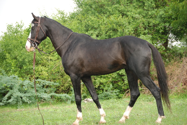 Marwari Horse
