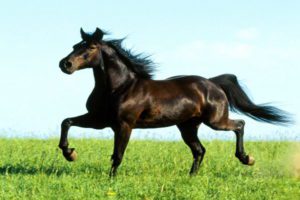 Missouri Fox Trotter