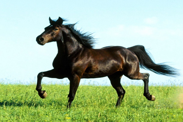 Missouri Fox Trotter