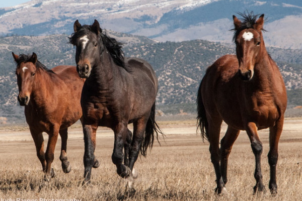 Mustang Horse