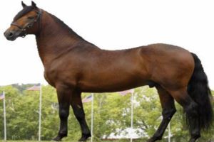 Paso Fino