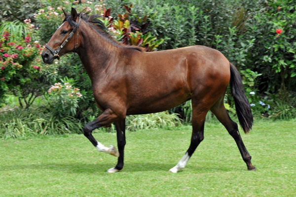Peruvian Paso