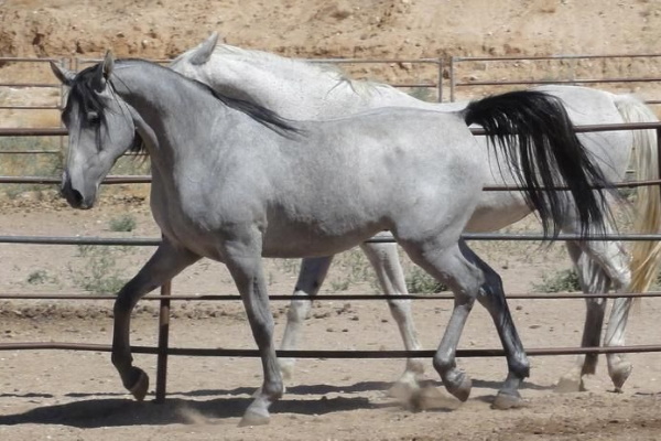 Shagya Arabian