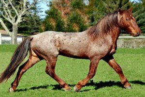 Spanish Colonial Horse