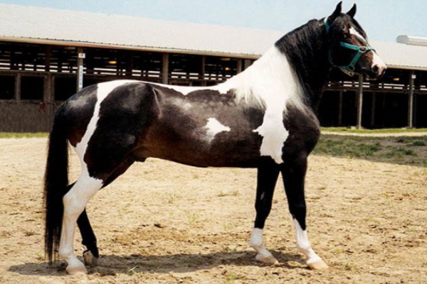 Spanish Jennet Horse