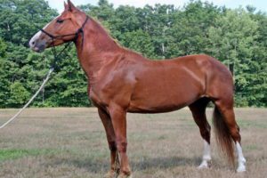 Standardbred