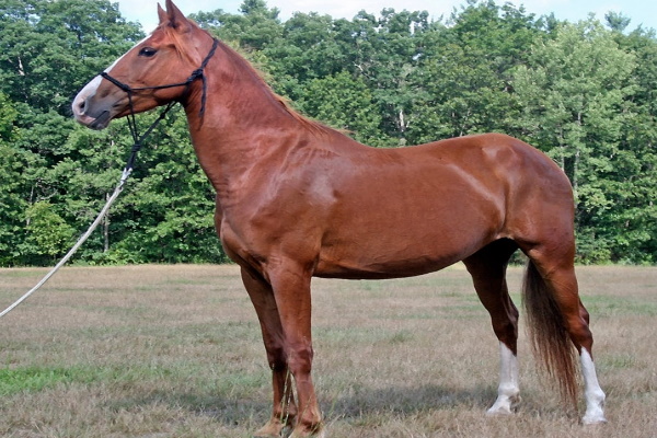 Standardbred