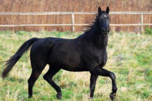 Trakehner