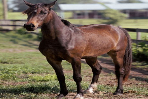 Welara Pony